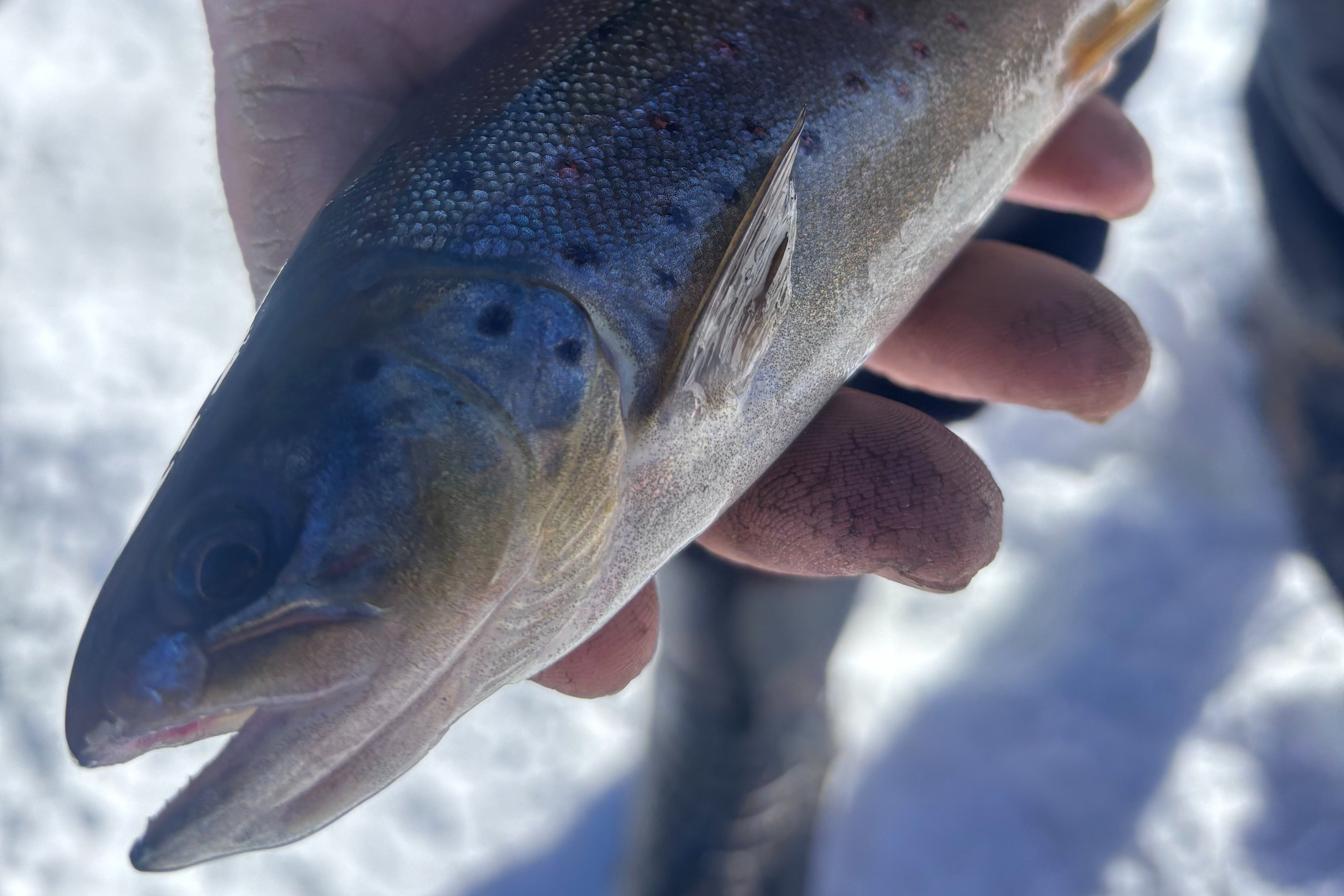 8 Hour Guided Ice Fishing Charter